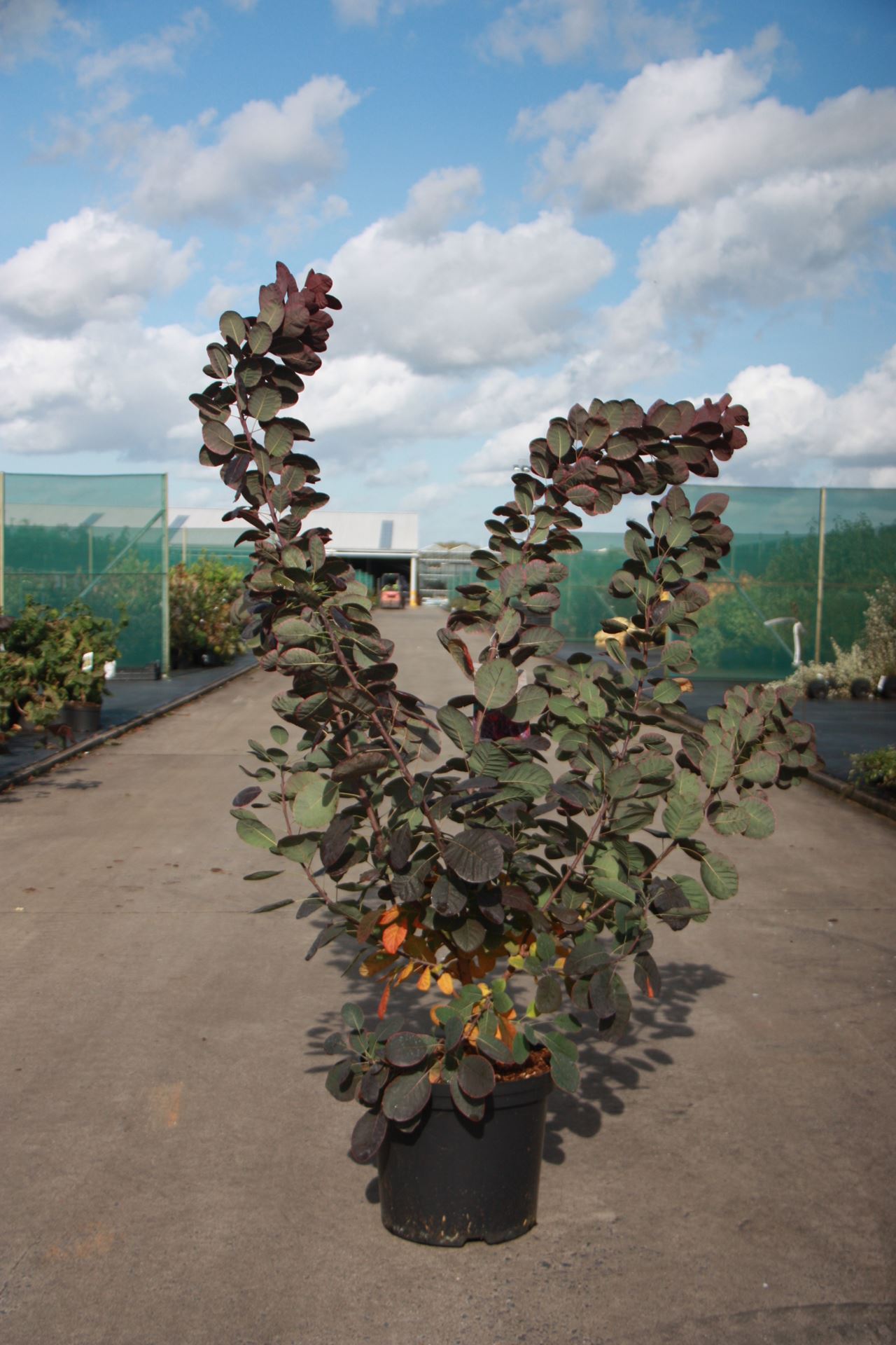 Cotinus coggygria 'Royal Purple' - pot 12L - 100-125 cm