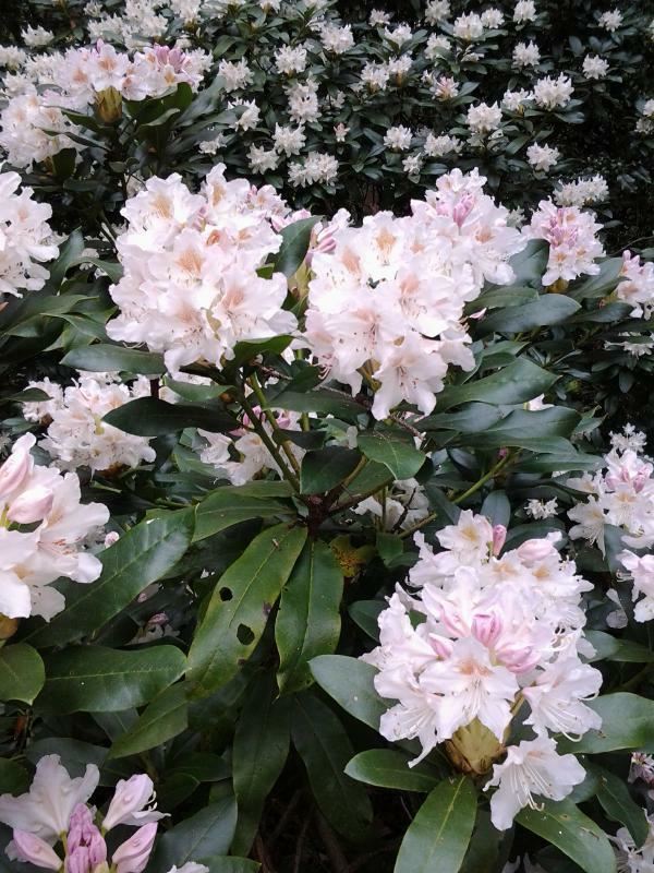 Plantenfiche-Rhododendron-Cunningham-s-White-