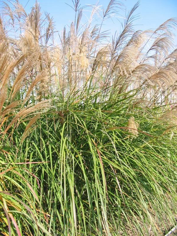 Plantenfiche-Miscanthus-sinensis-Grosse-Fontane-