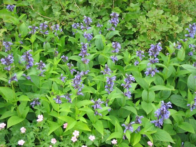 Plantenfiche-Nepeta-subsessilis
