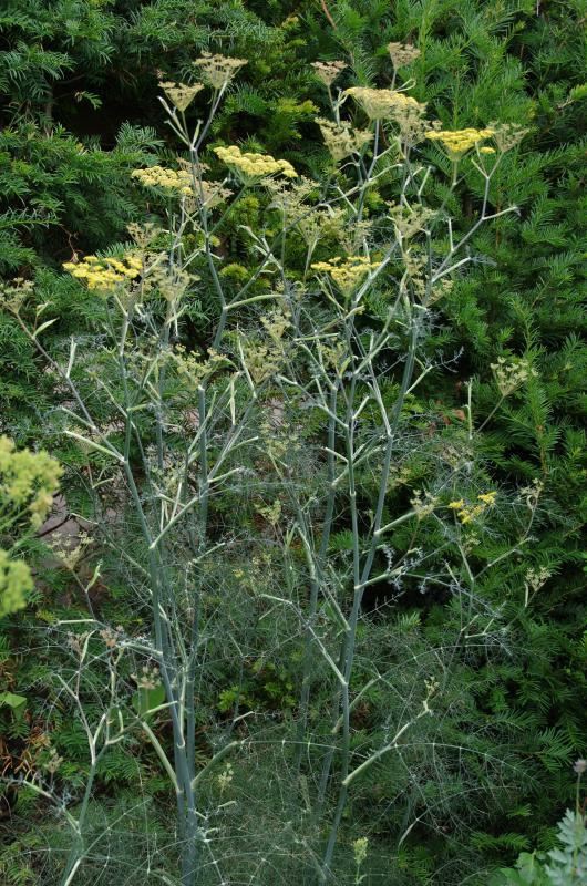 Plantenfiche-Foeniculum-vulgare-Giant-Bronze-