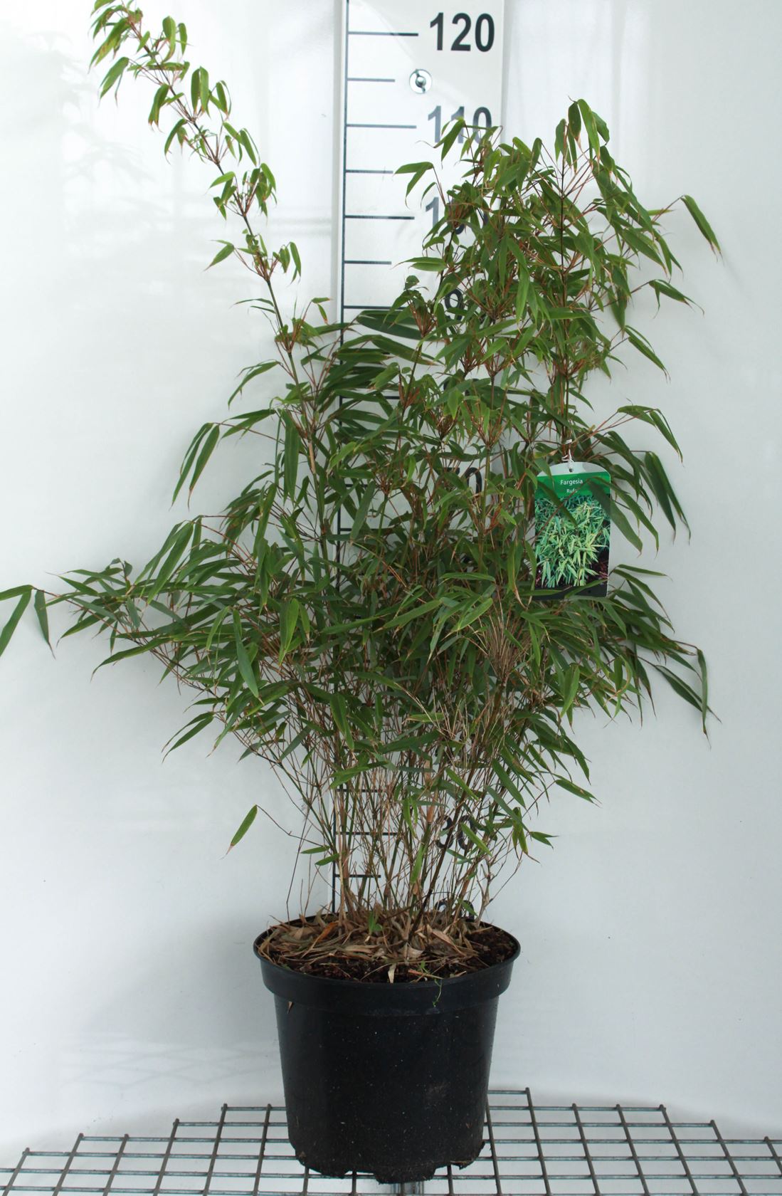 Fargesia 'Rufa' - pot 7,5L - 100-125 cm