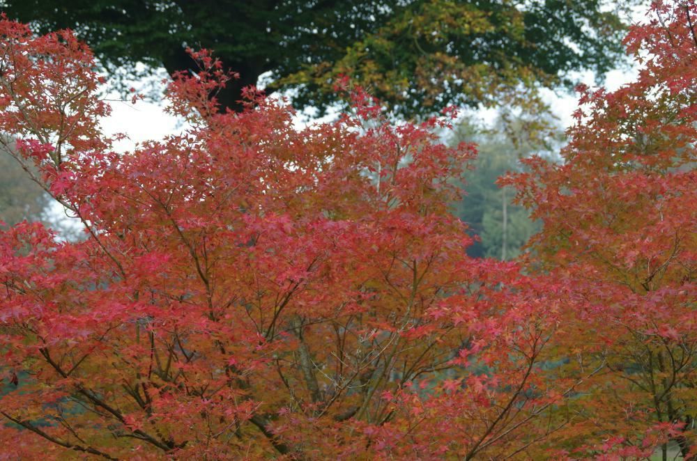 Plantenfiche-Acer-palmatum-Japanse-esdoorn-