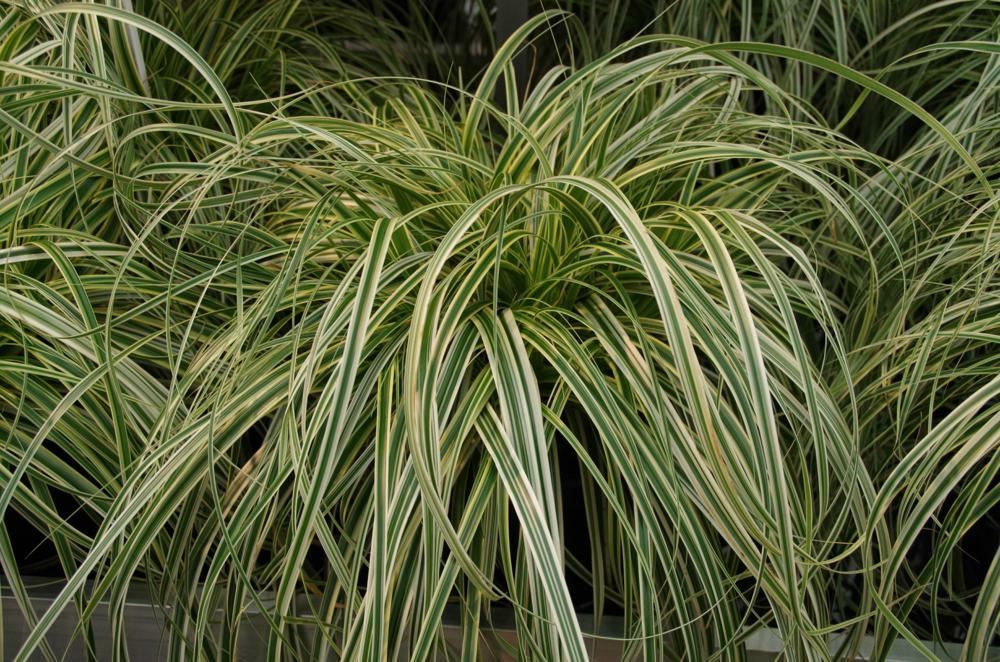 Plantenfiche-Carex-ET-CRX01-
