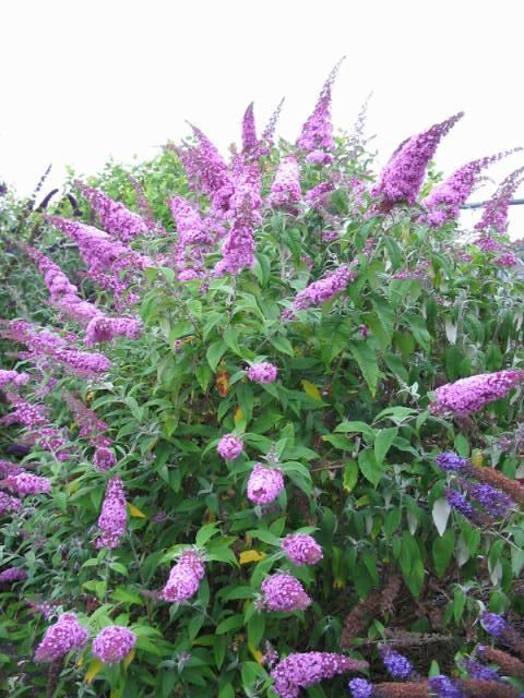 Plantenfiche-Buddleja-davidii-Pink-Delight-