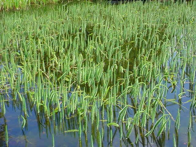 Plantenfiche-Hippuris-vulgaris