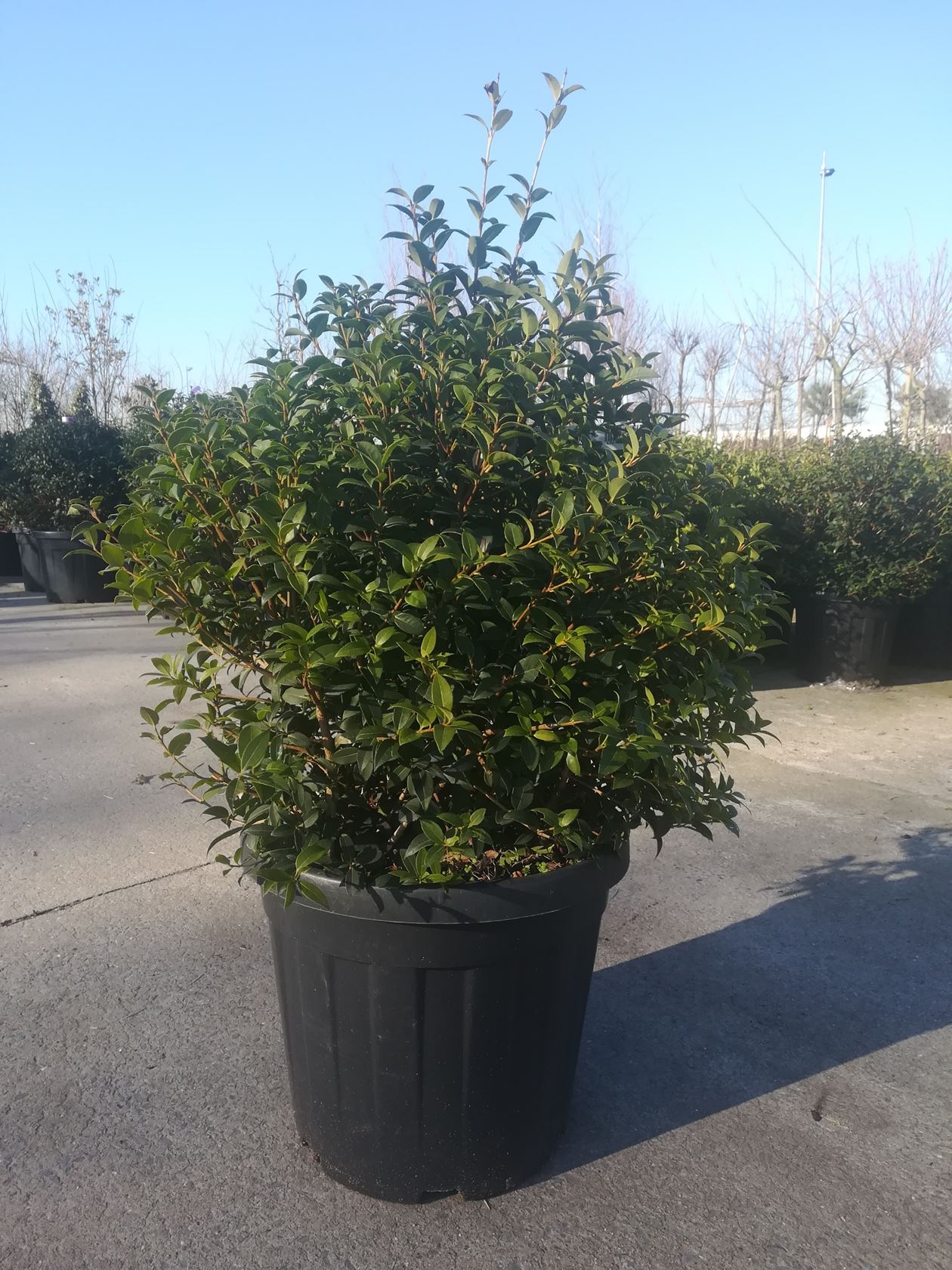 Osmanthus x burkwoodii - pot - spherical shape - ø50+ cm