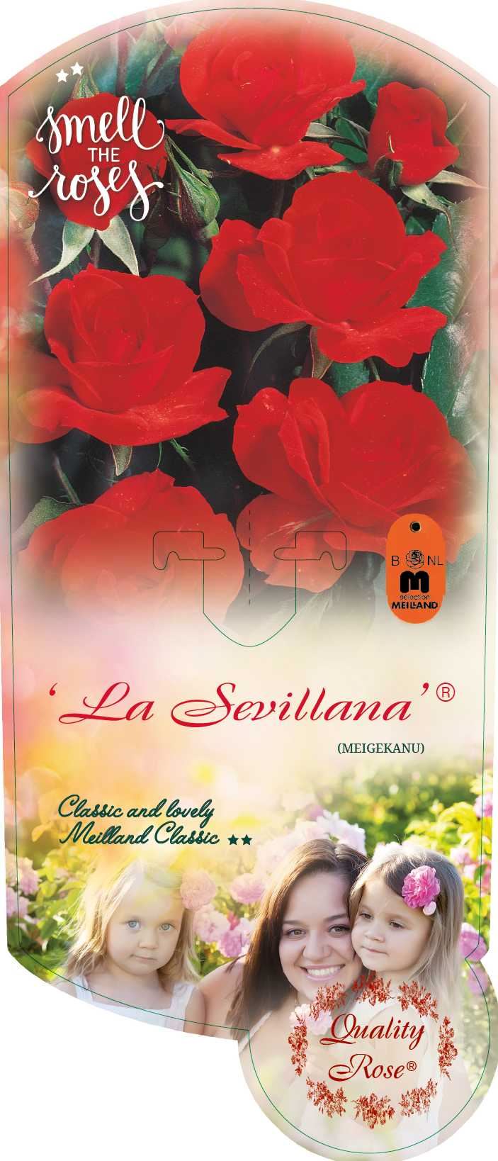 Rosa 'Meigekanu' (La Sevillana) - pot
