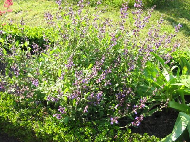 Plantenfiche-Salvia-officinalis-Salie-