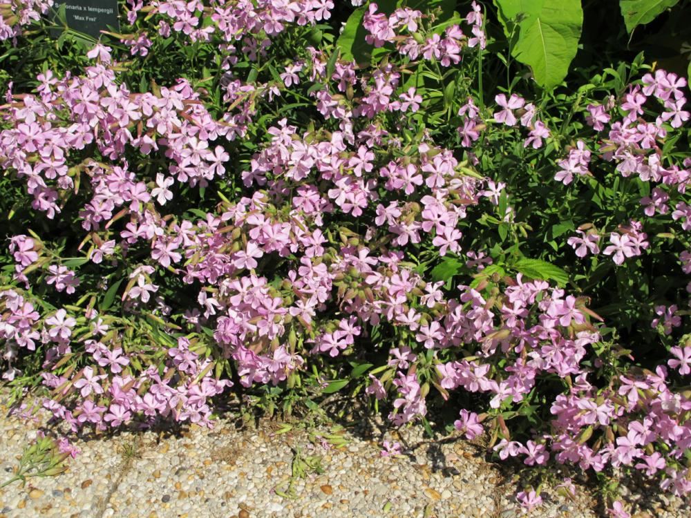 Plantenfiche-Saponaria-x-lempergii-Max-Frei-
