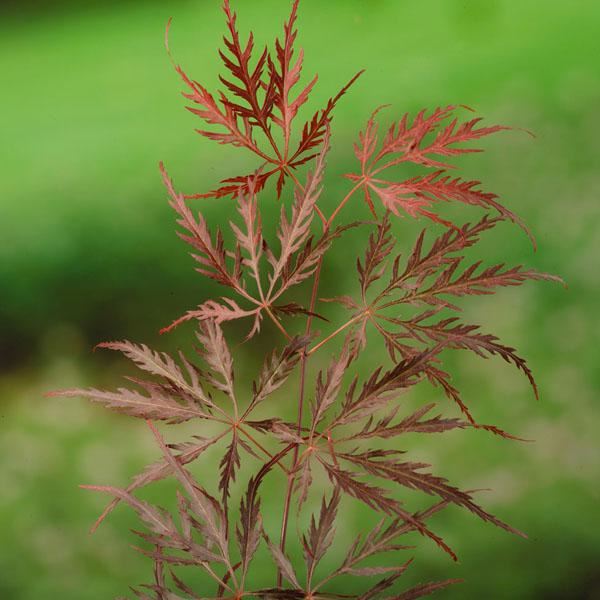 Plantenfiche-Acer-palmatum-Garnet-