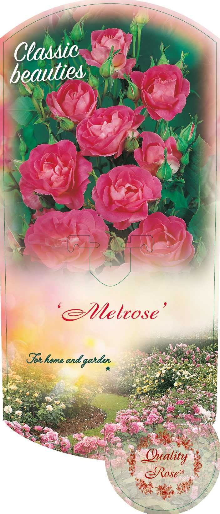 Rosa 'Melrose' - pot
