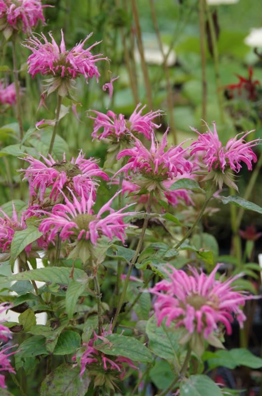 Plantenfiche-Monarda-Croftway-Pink-