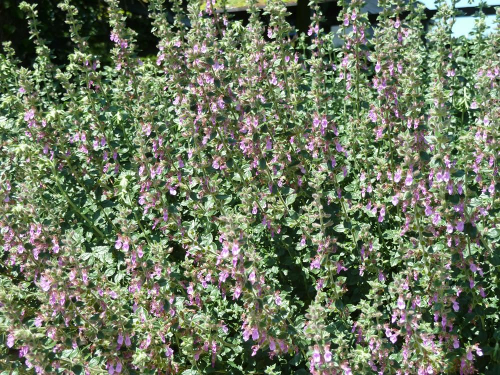 Plantenfiche-Teucrium-x-lucidrys