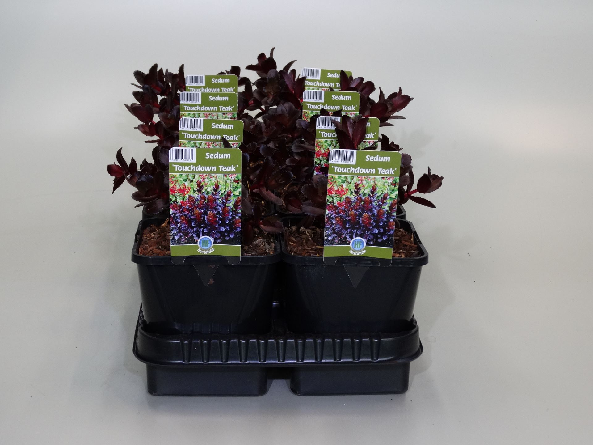Sedum telephium 'Touchdown Teak' - pot 9x9 cm