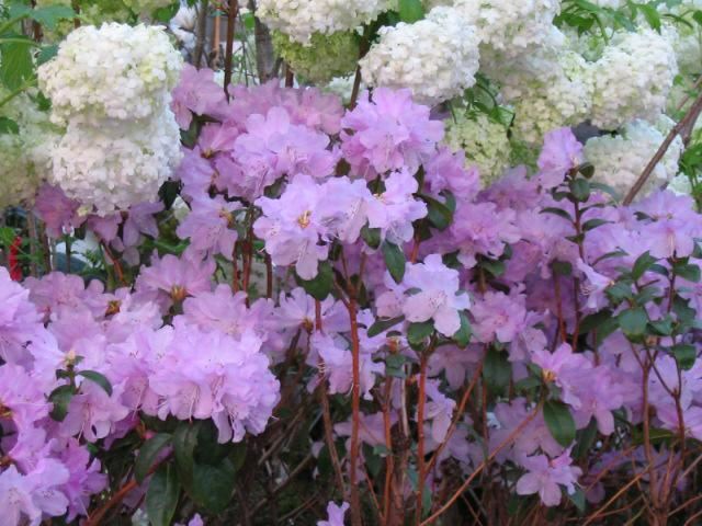 Plantenfiche-Rhododendron-Praecox-