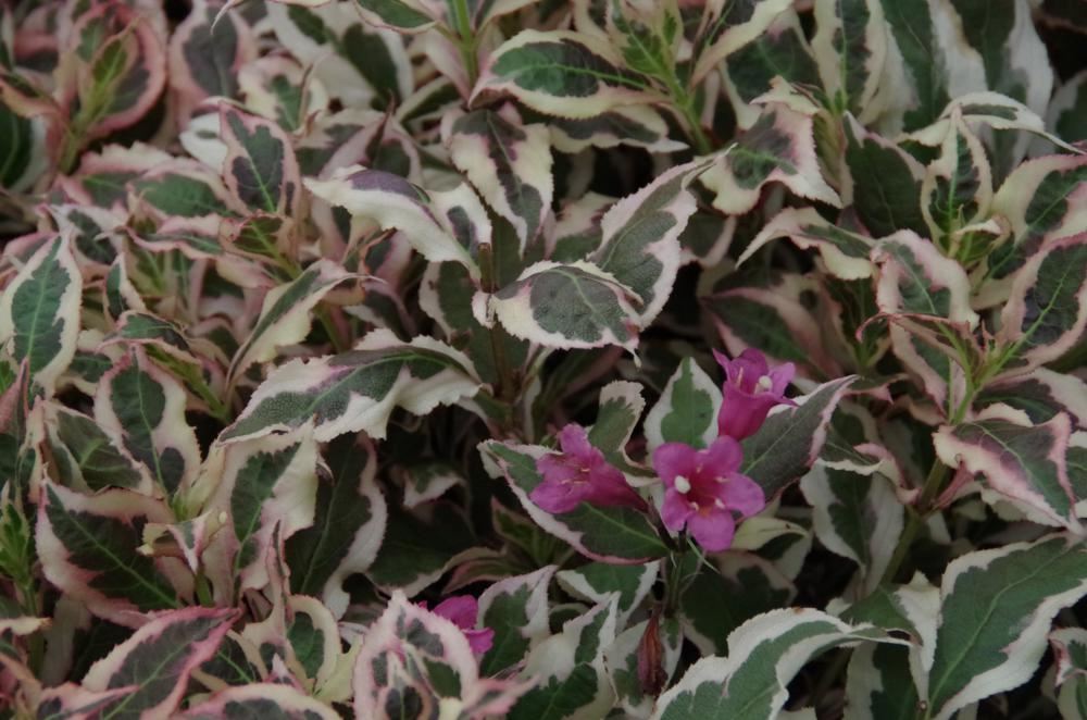 Plantenfiche-Weigela-florida-Verweig-Monet-