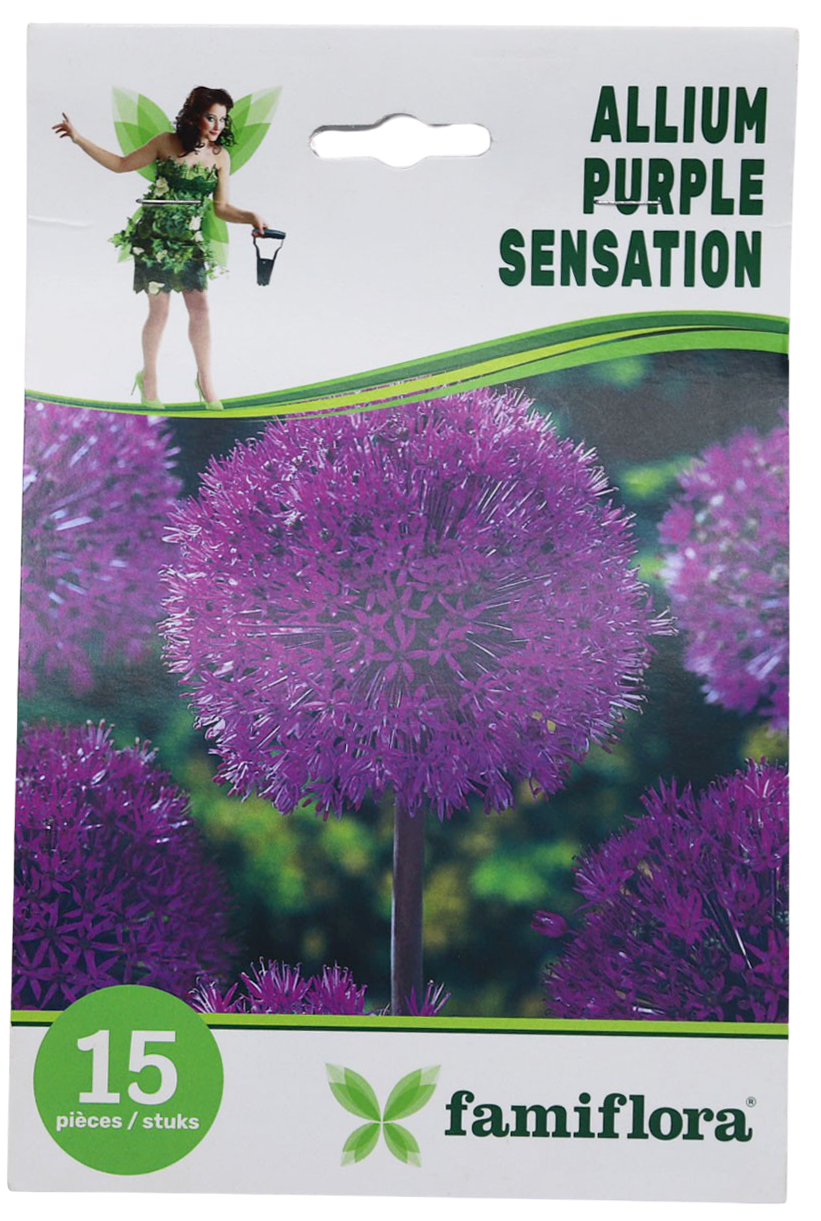 Famiflora Allium Purple Sensation - 15 bulbs - Spring flowering bulbs