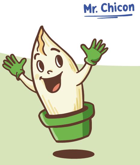 Witloofwortel-Mr-Chicon-zak-50stuks