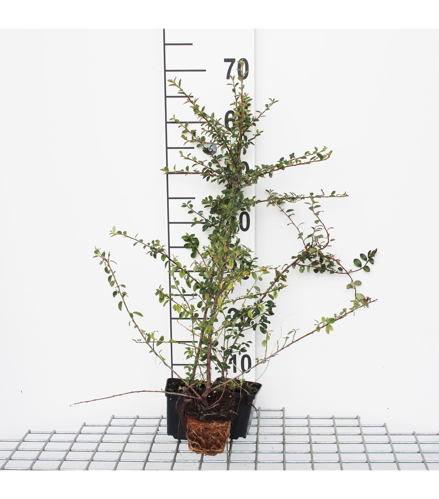 Cotoneaster radicans 'Eichholz' - pot 9x9 cm - 15-20 cm