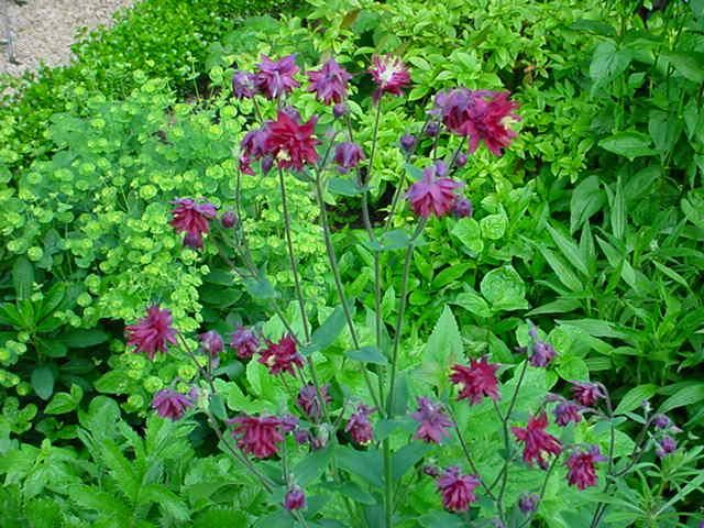 Plantenfiche-Aquilegia-vulgaris-Ruby-Port-