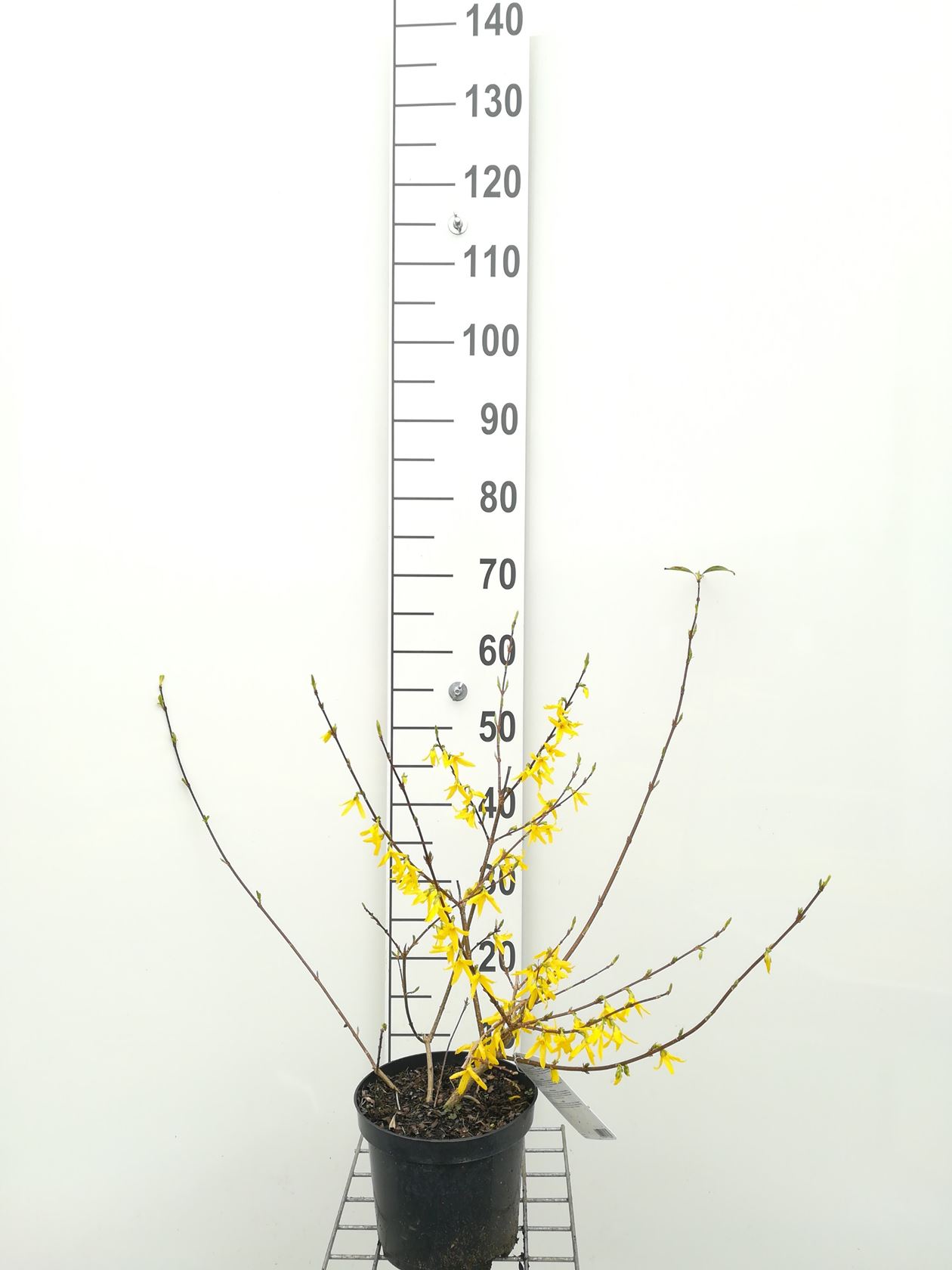 Forsythia x intermedia 'Courtalyn' (Week-End) - pot - 50-60 cm