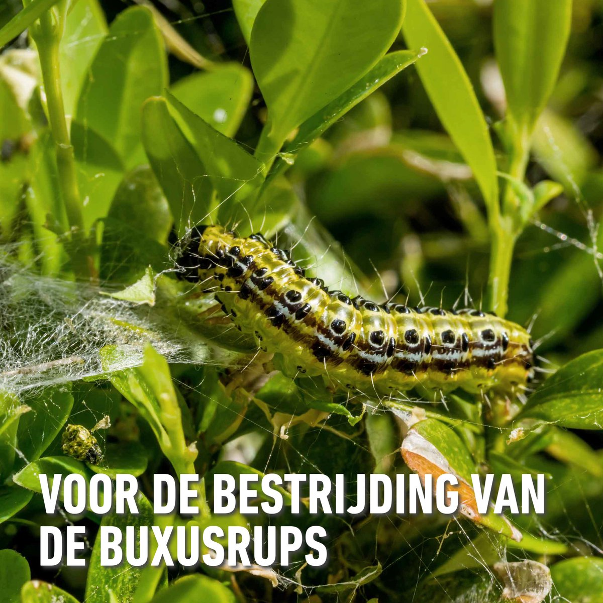 Compo karate garden 100ml - concentraat - insectenbestrijder - tegen bijtende en zuigende insecten - voor groenten, fruit en sierplanten - snelle werking - 100 m²