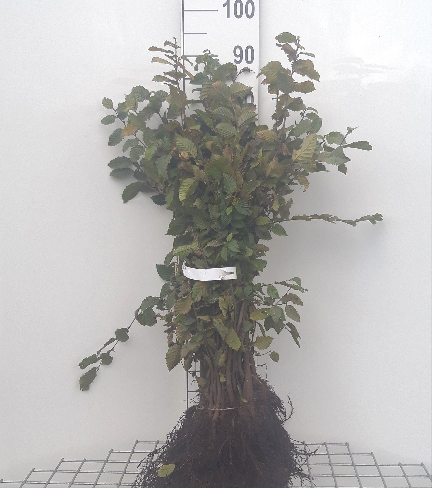 Carpinus betulus - blote wortel - 40-60 cm - 1+1 (leeftijdscode)