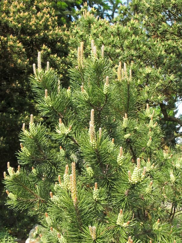 Plantenfiche-Pinus-mugo-subsp-mugo