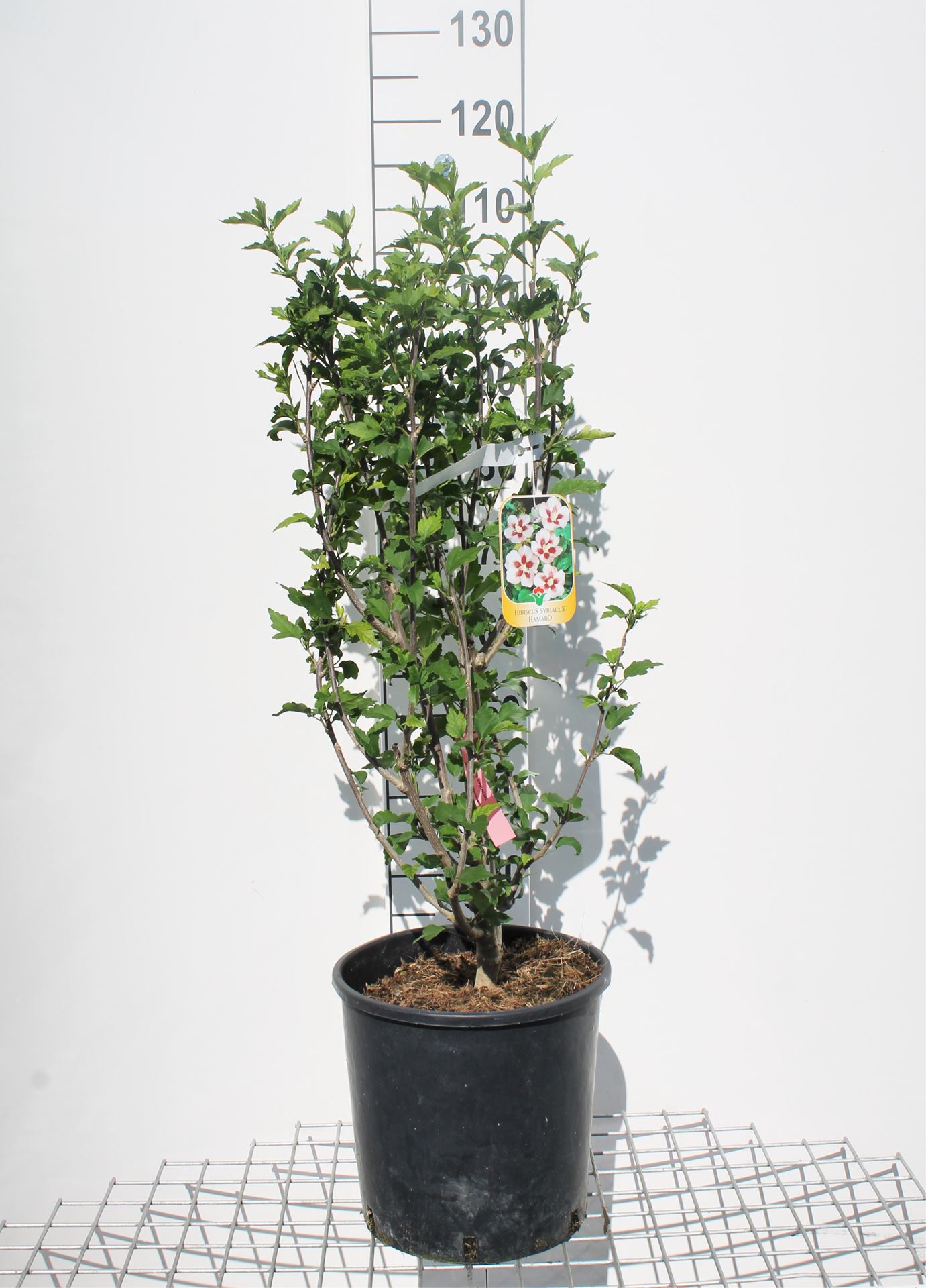 Hibiscus syriacus 'Hamabo' - pot 12L - 80-100 cm