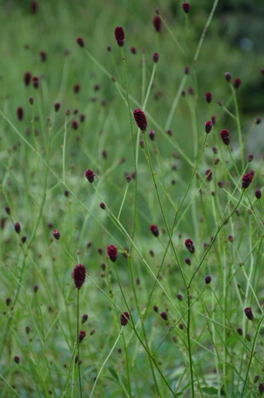 Plantenfiche-Sanguisorba-officinalis-Red-Thunder-