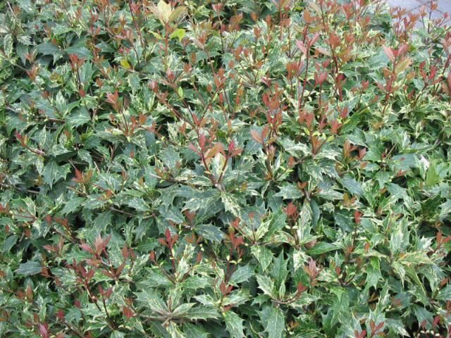 Plantenfiche-Osmanthus-heterophyllus-Goshiki-
