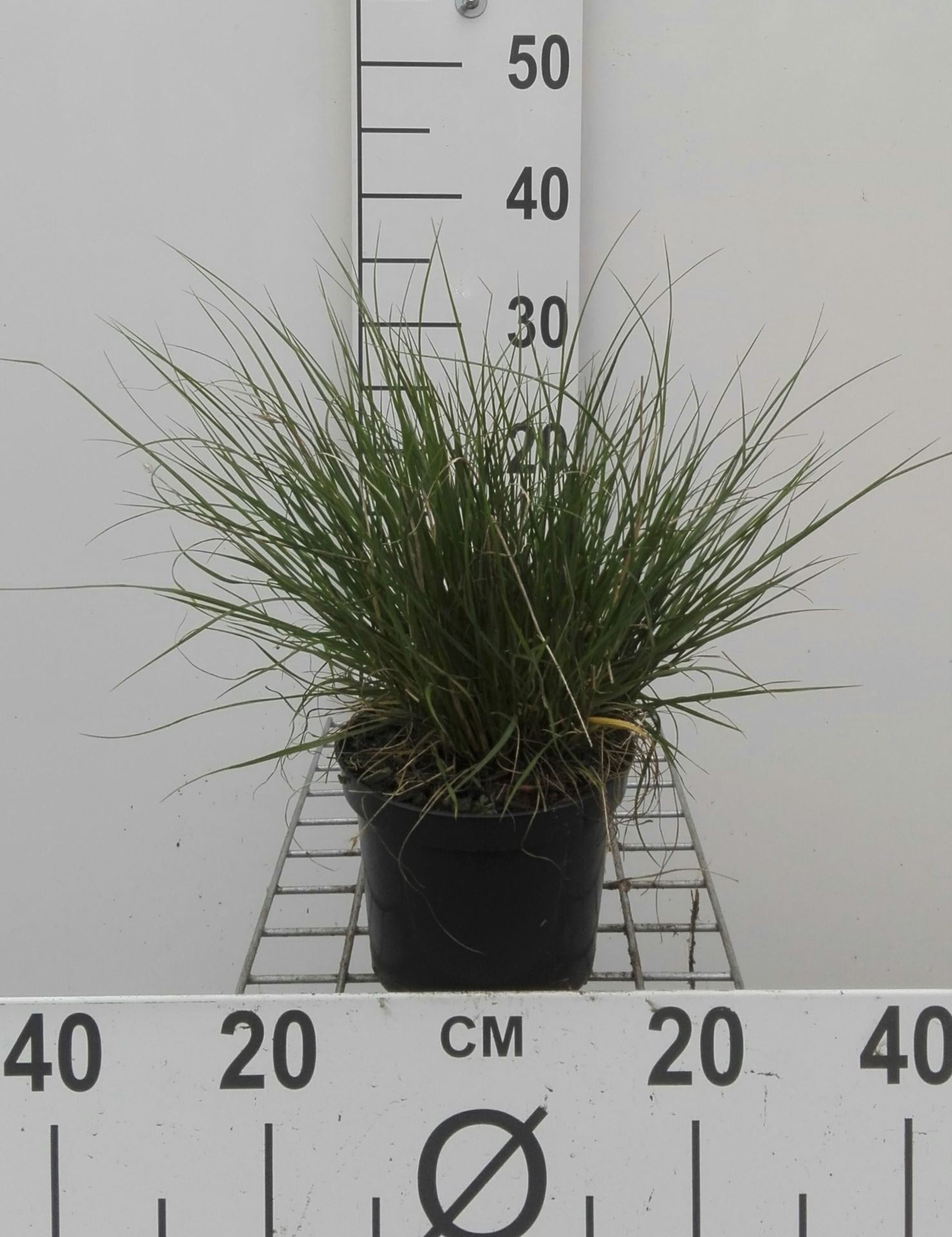 Pennisetum alopecuroides 'Little Bunny' - pot 1,5L