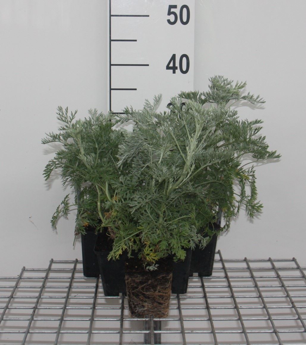 Artemisia 'Powis Castle' - pot 9x9 cm