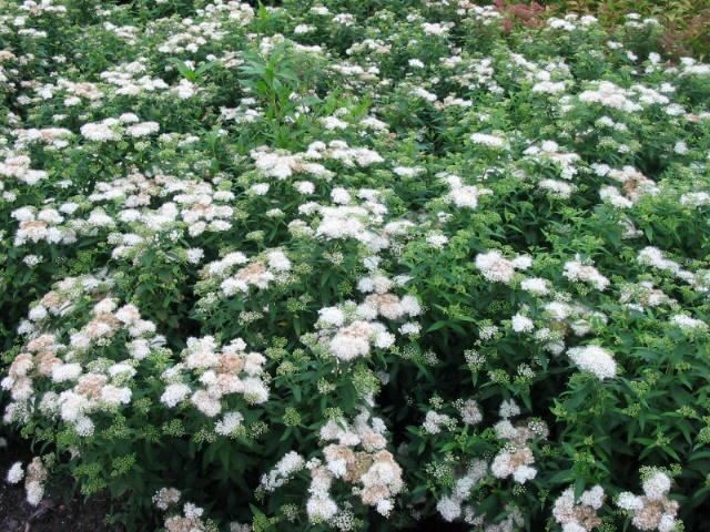 Plantenfiche-Spiraea-japonica-Albiflora-