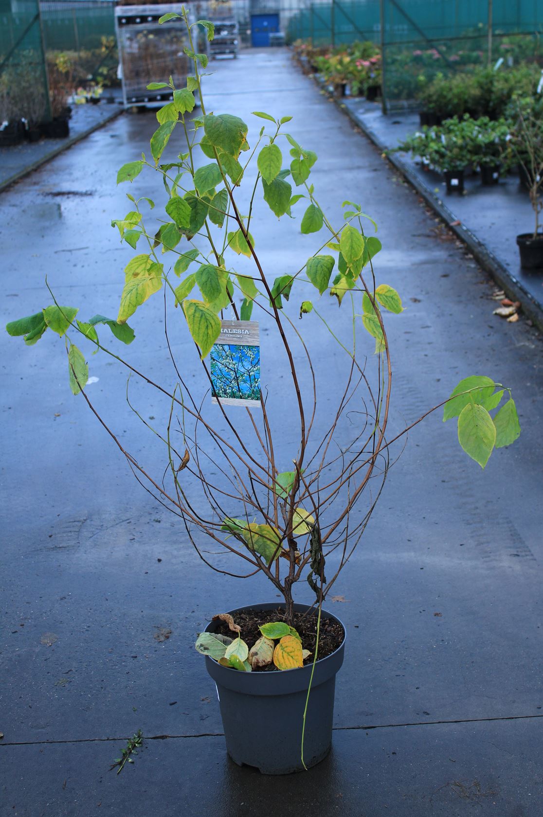 Halesia carolina - pot 12L - 100-125 cm