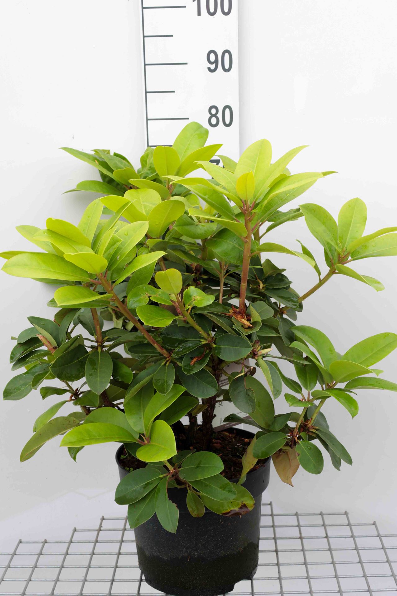 Rhododendron 'Madame Masson' - pot 10L - 60-80 cm