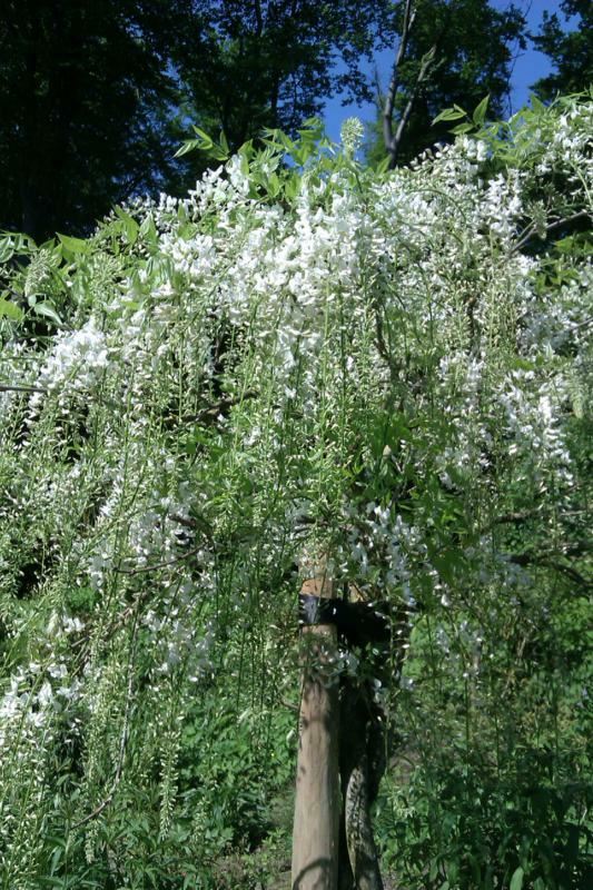 Plantenfiche-Wisteria-sinensis-Alba-