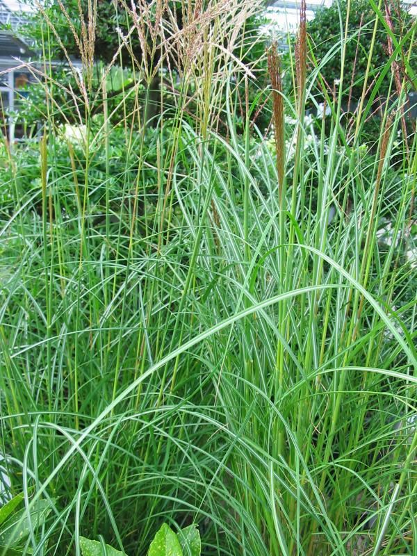 Plantenfiche-Miscanthus-sinensis-Herman-Mussel-