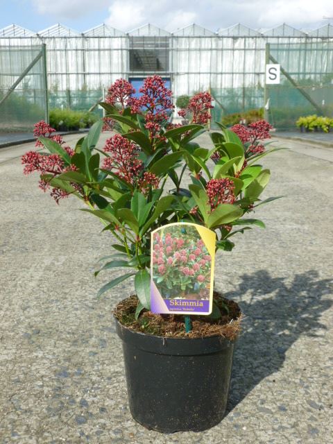Skimmia japonica 'Rubella' - pot - 25-30 cm