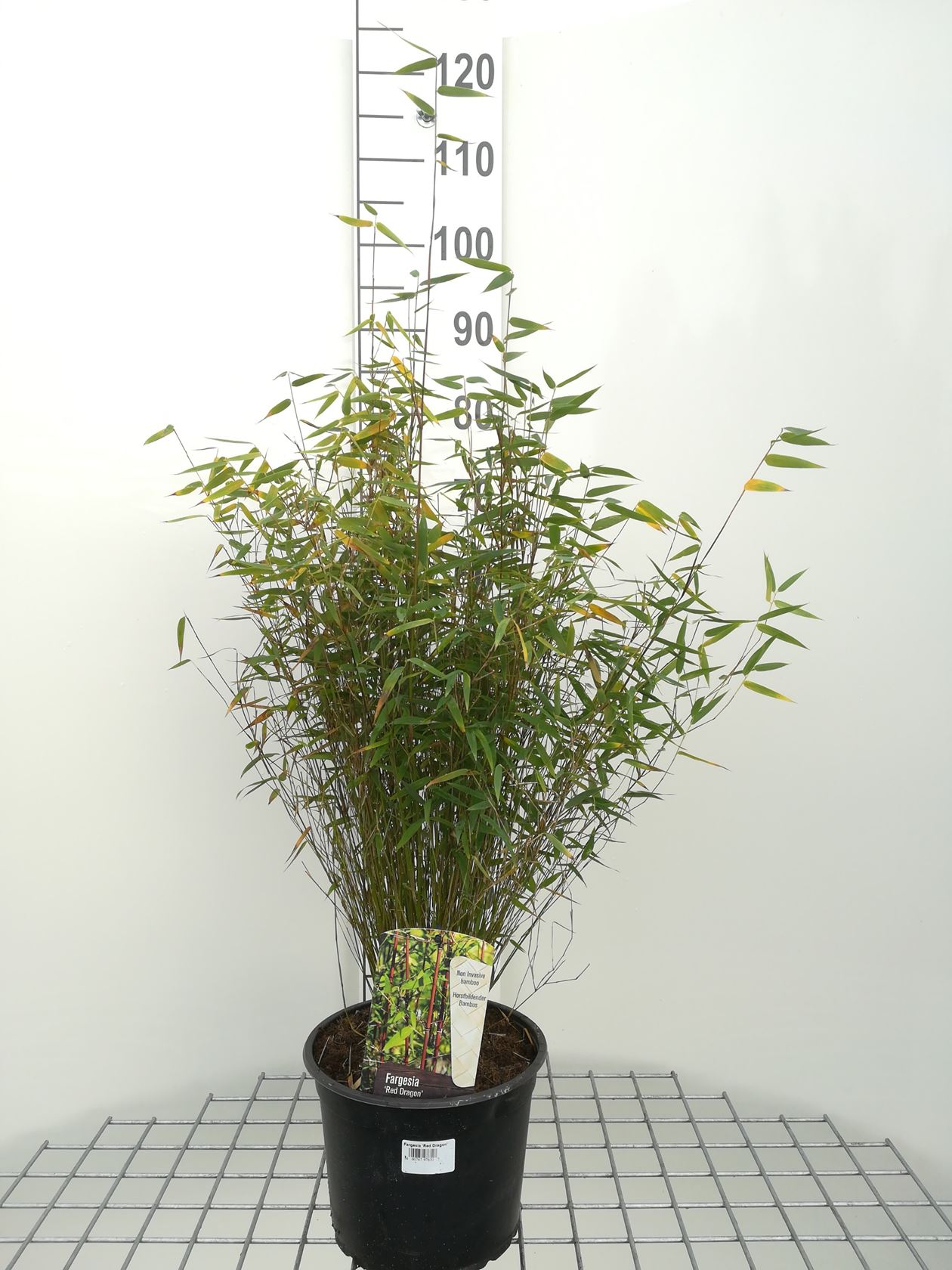 Fargesia 'Jiuzhaigou 1' - pot 5L - 60-80 cm