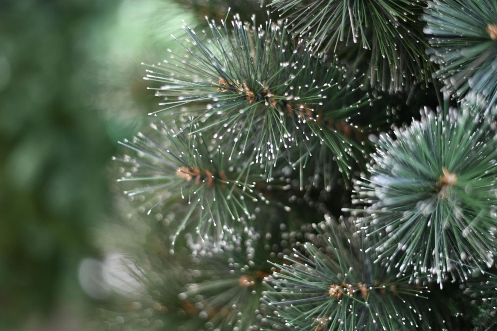 Cleveland-Frosted-Pine-150cm