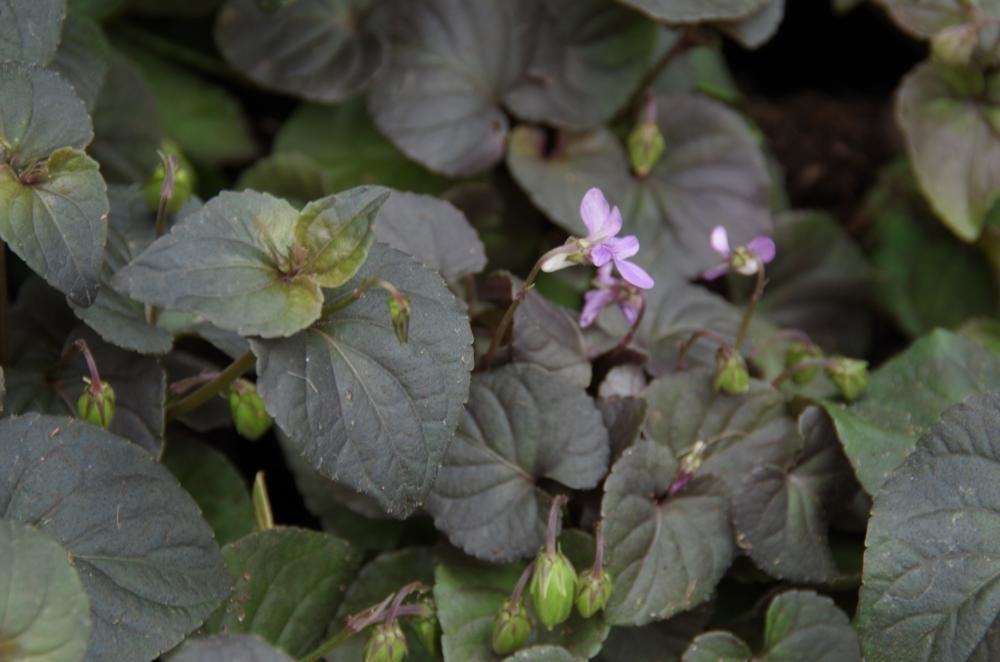 Plantenfiche-Viola-labradorica