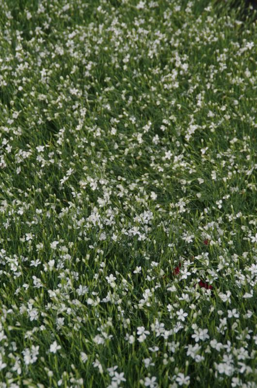 Plantenfiche-Dianthus-deltoides-Albiflorus-