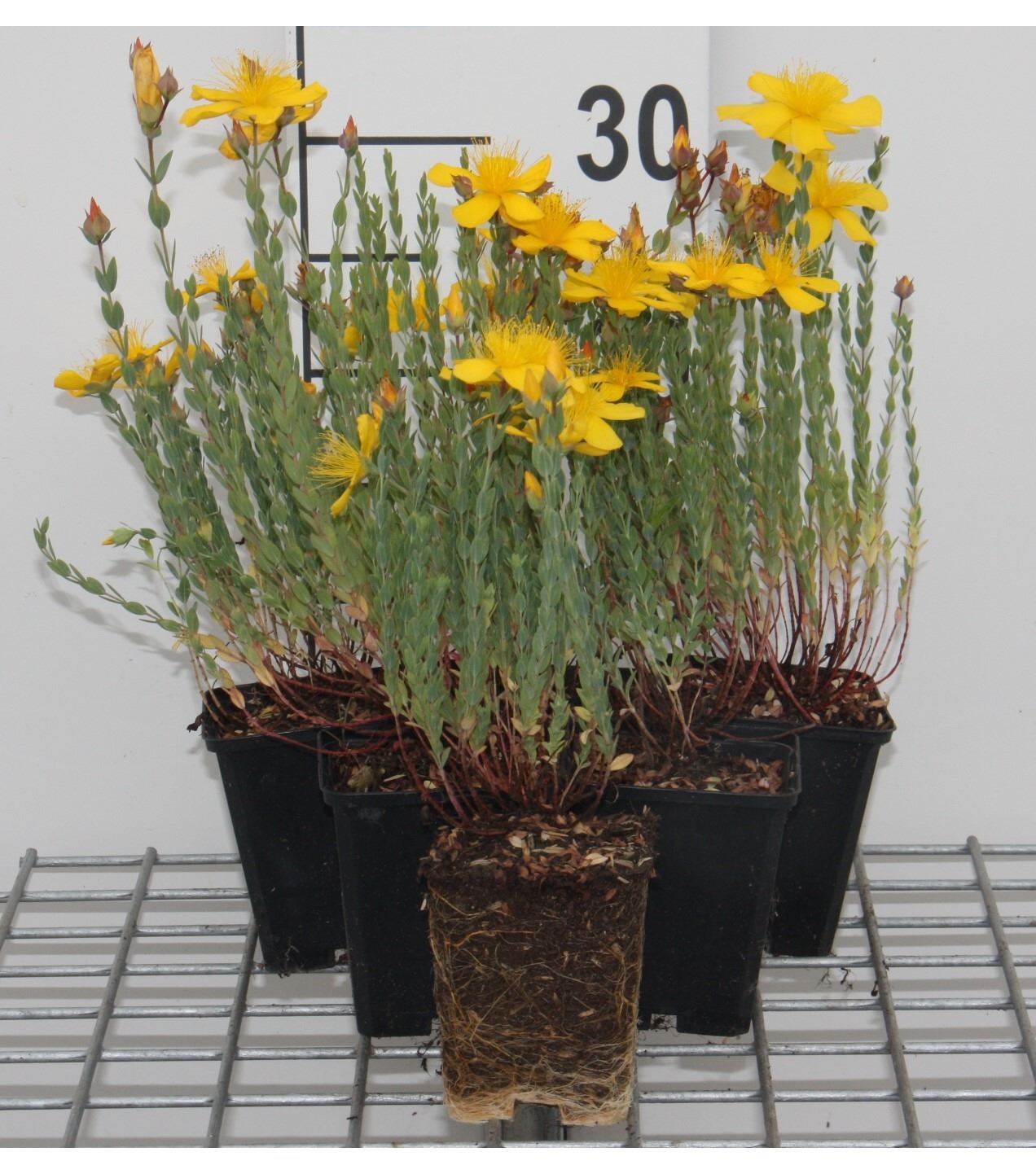Hypericum olympicum - pot 9x9 cm