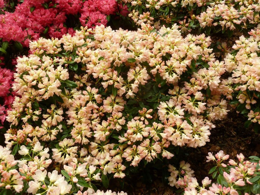 Plantenfiche-Rhododendron-Golden-Torch-