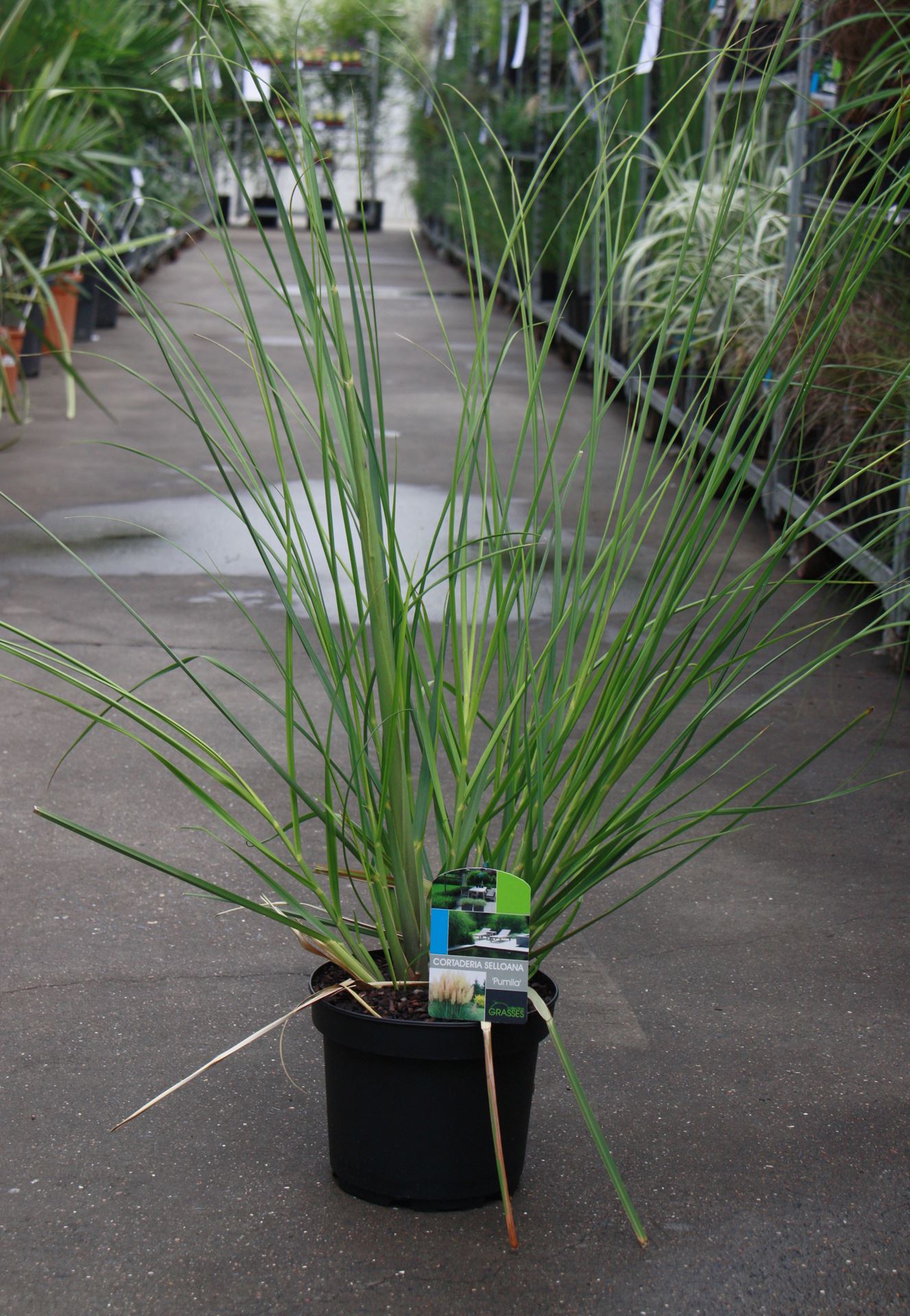 Cortaderia selloana 'Pumila' - pot 3L