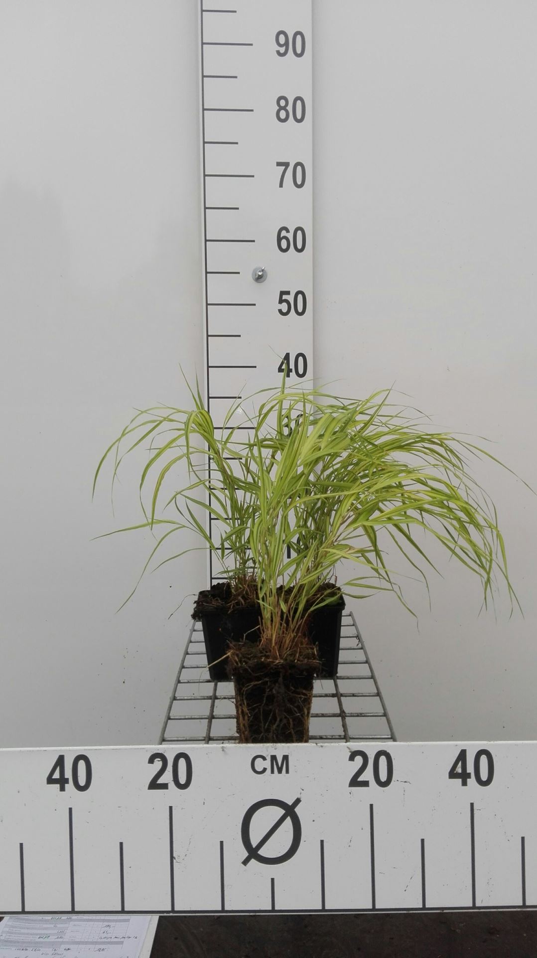 Hakonechloa macra 'Aureola' - pot 9x9 cm