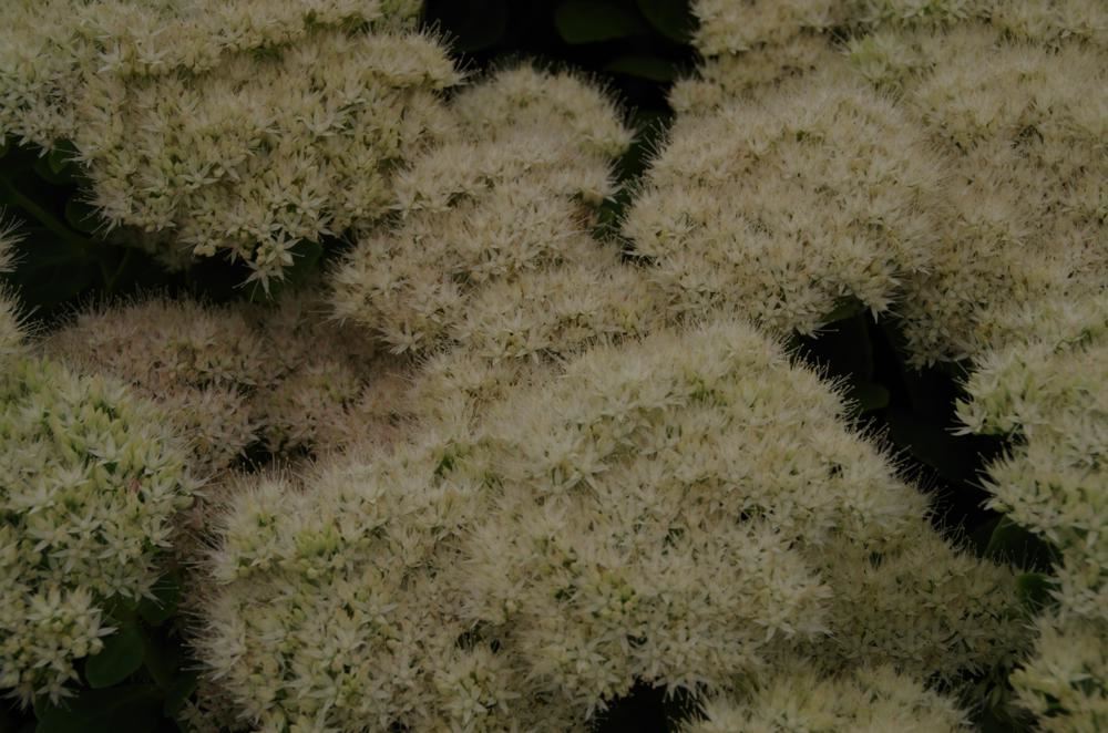 Plantenfiche-Sedum-spectabile-Stardust-