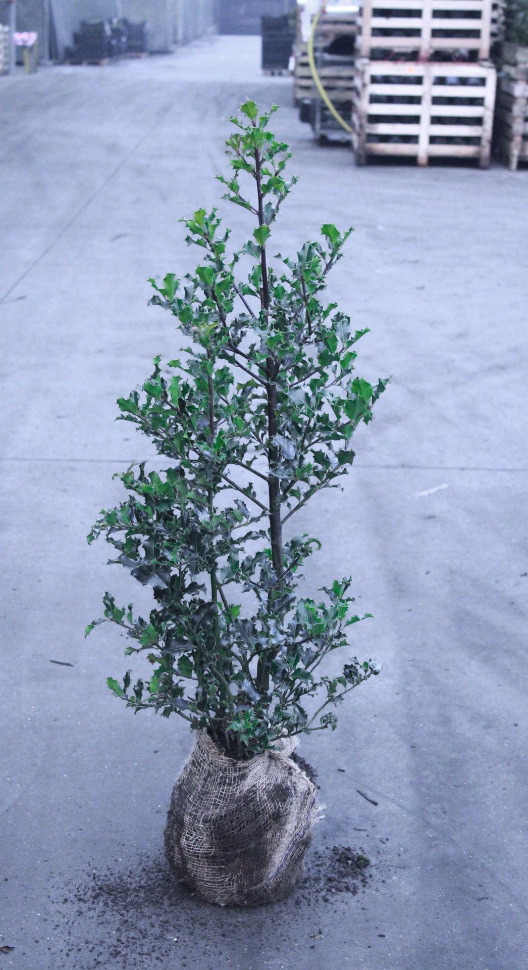 Ilex aquifolium - clod of earth - 80-100 cm